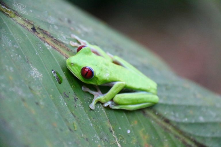Wildlife in Costa Rica - For Book Lovers and Random People